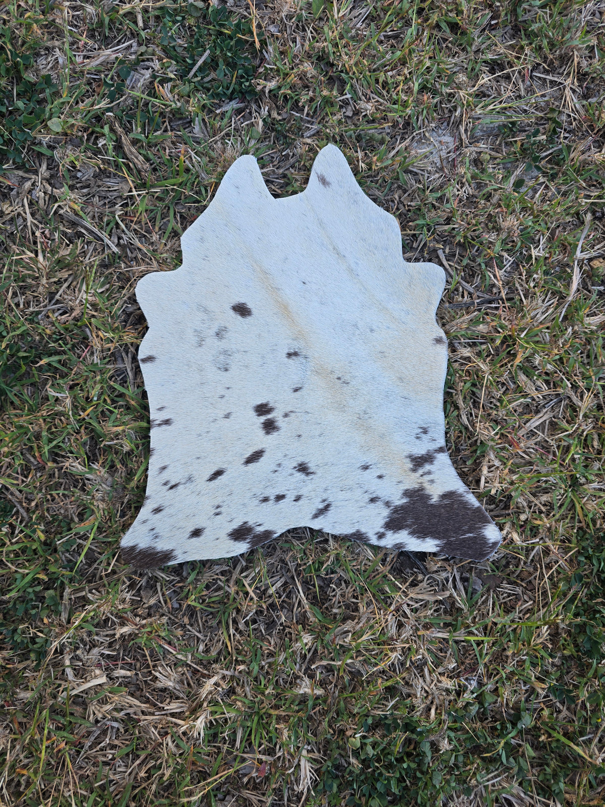 Itty Bitty Cowhide (23cm x 21cm)
