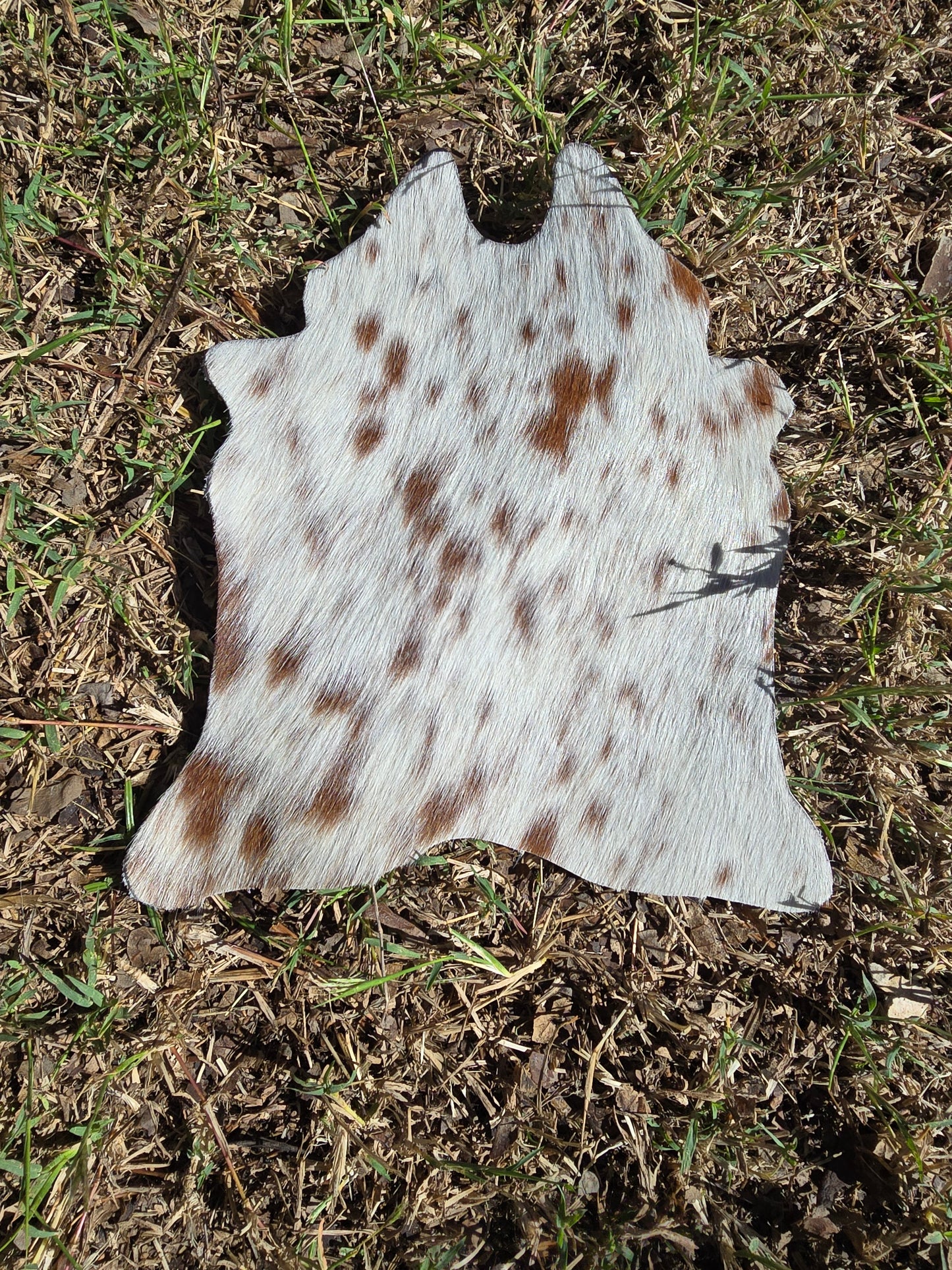 Itty Bitty Cowhide (23cm x 21cm)