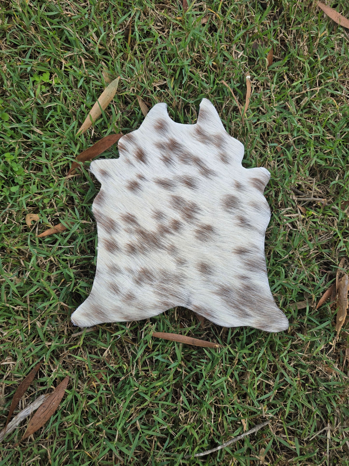 Itty Bitty Cowhide (23cm x 21cm)