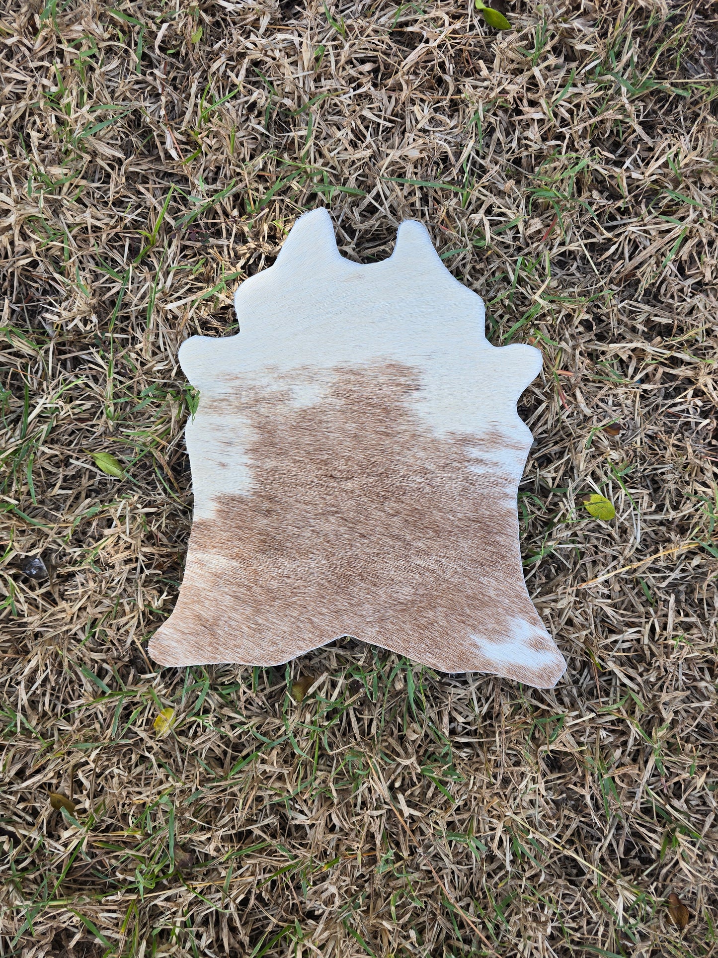 Itty Bitty Cowhide (23cm x 21cm)