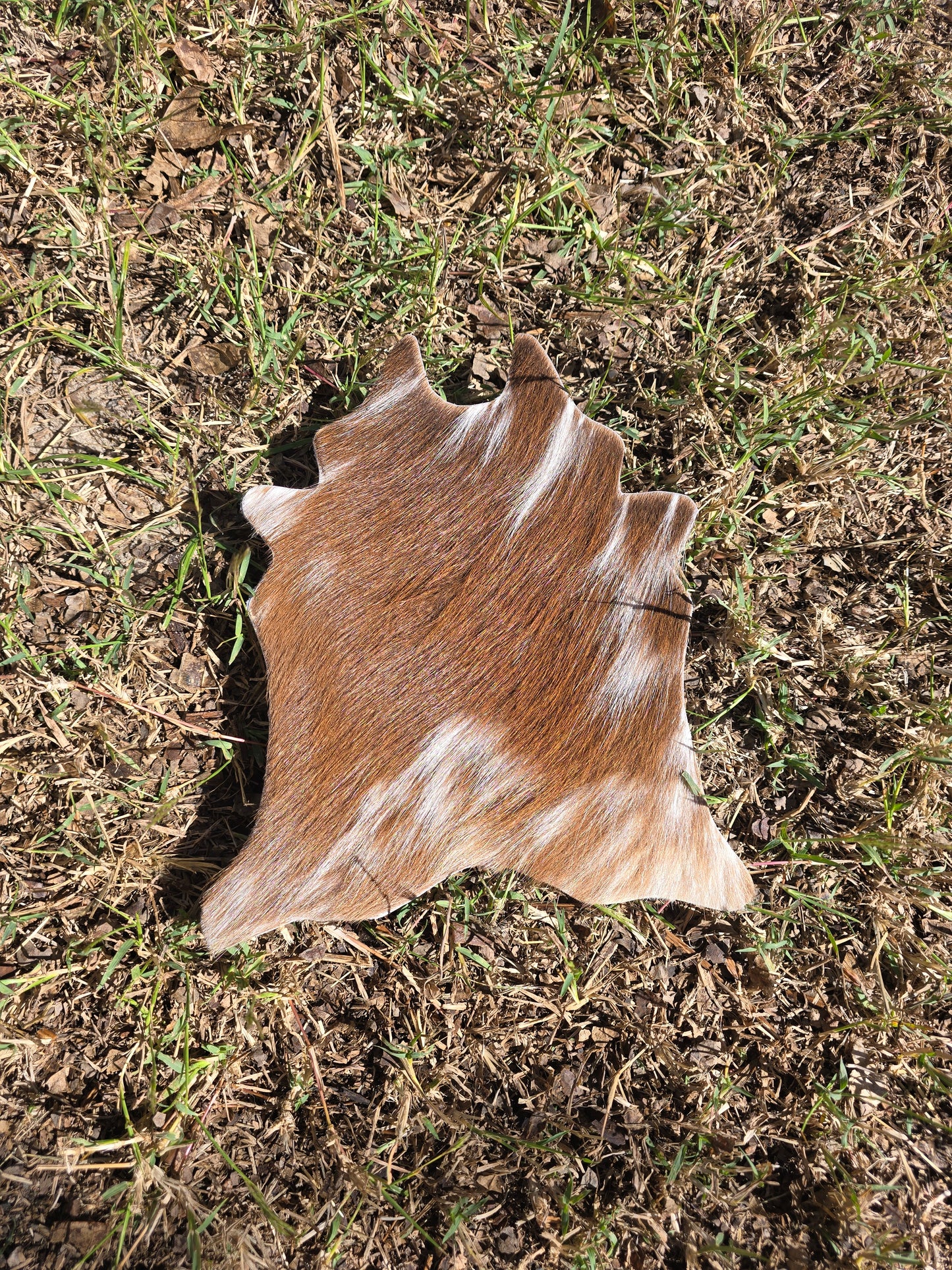 Itty Bitty Cowhide (23cm x 21cm)