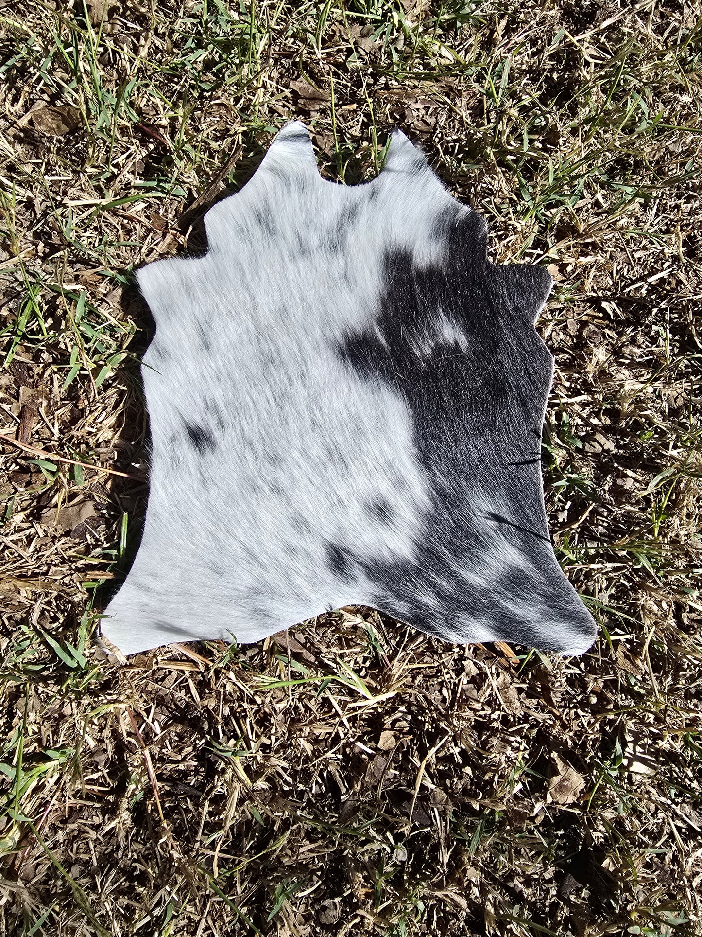 Itty Bitty Cowhide (23cm x 21cm)