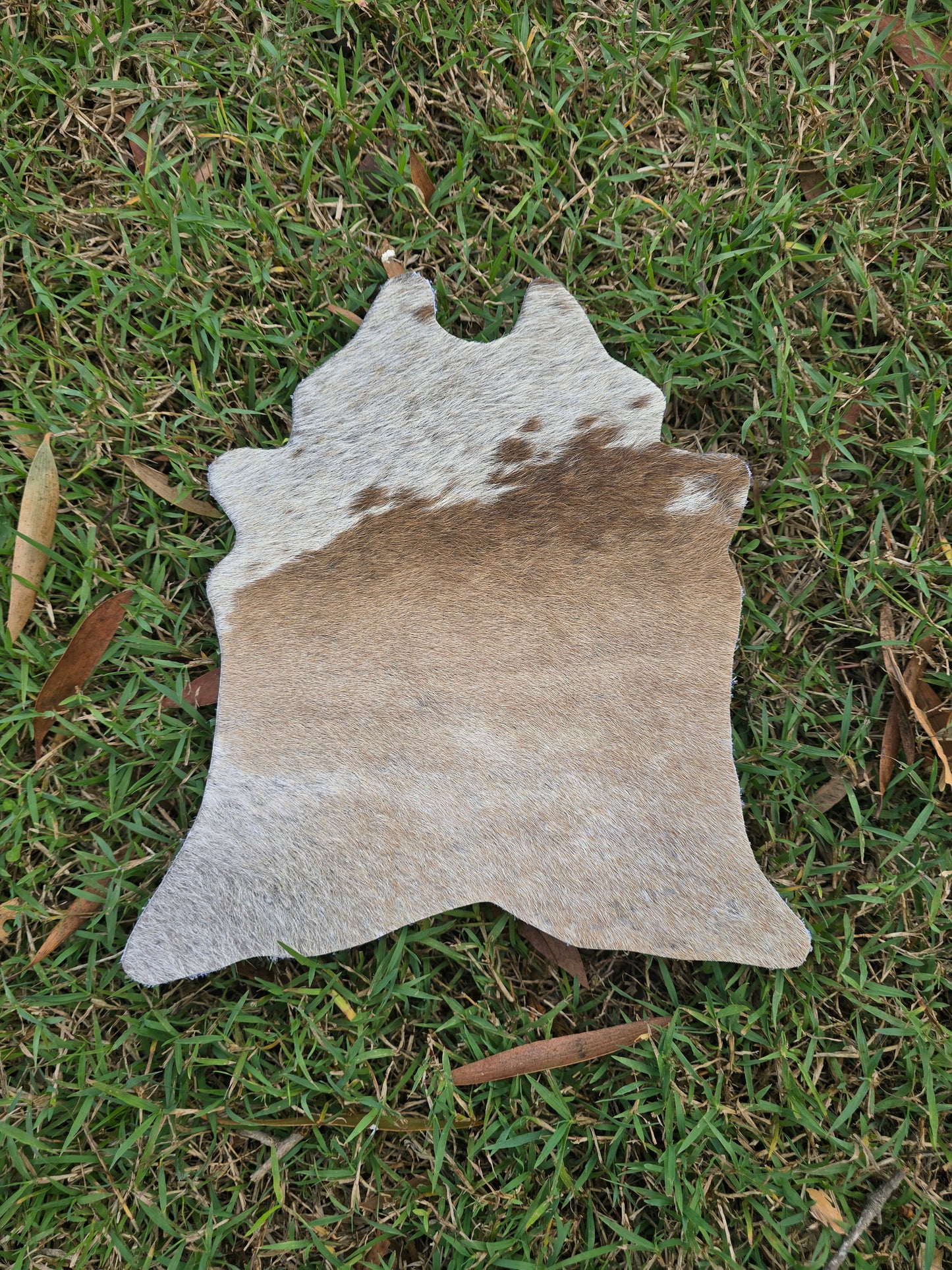 Itty Bitty Cowhide (23cm x 21cm)