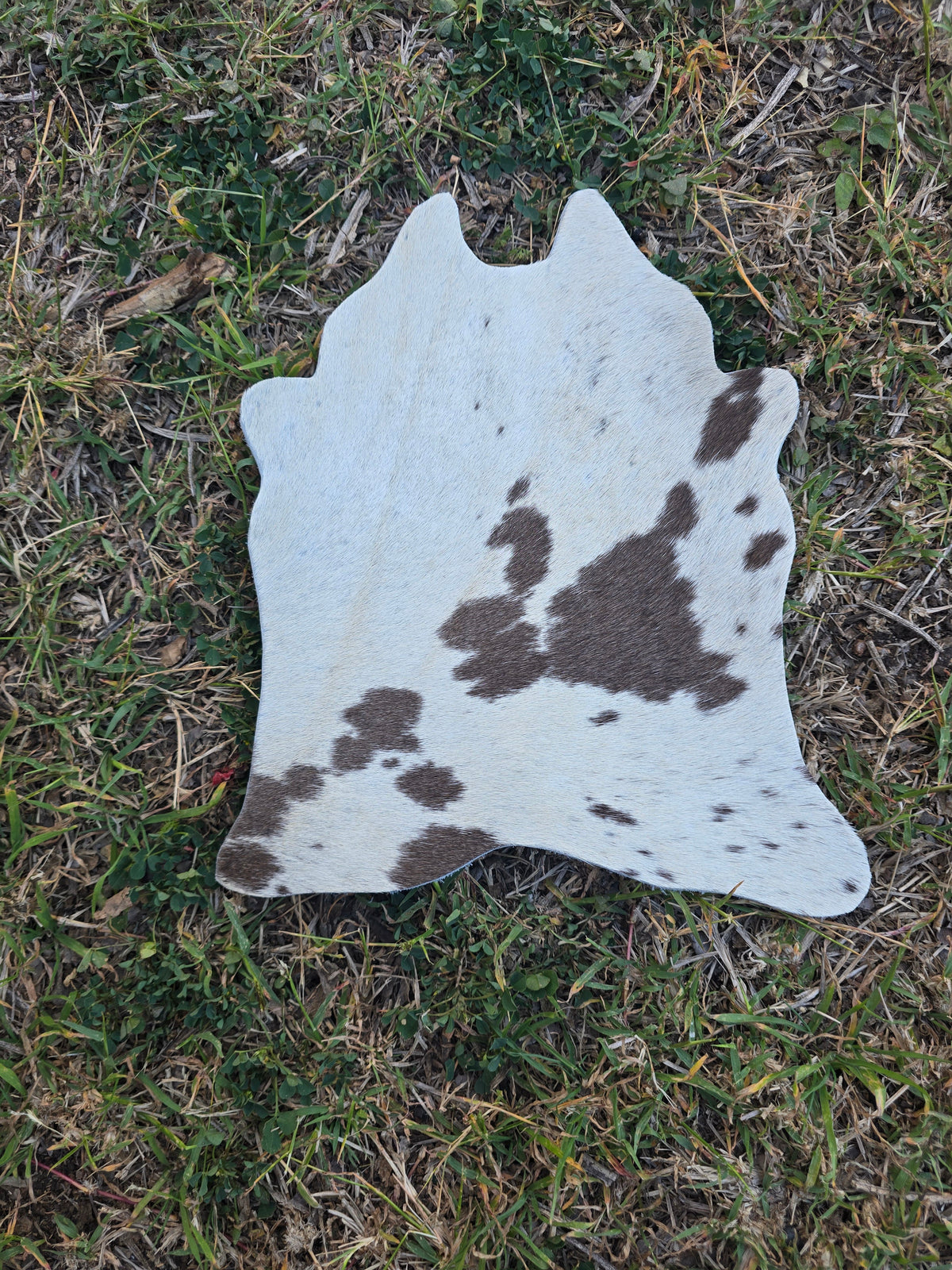 Itty Bitty Cowhide (23cm x 21cm)