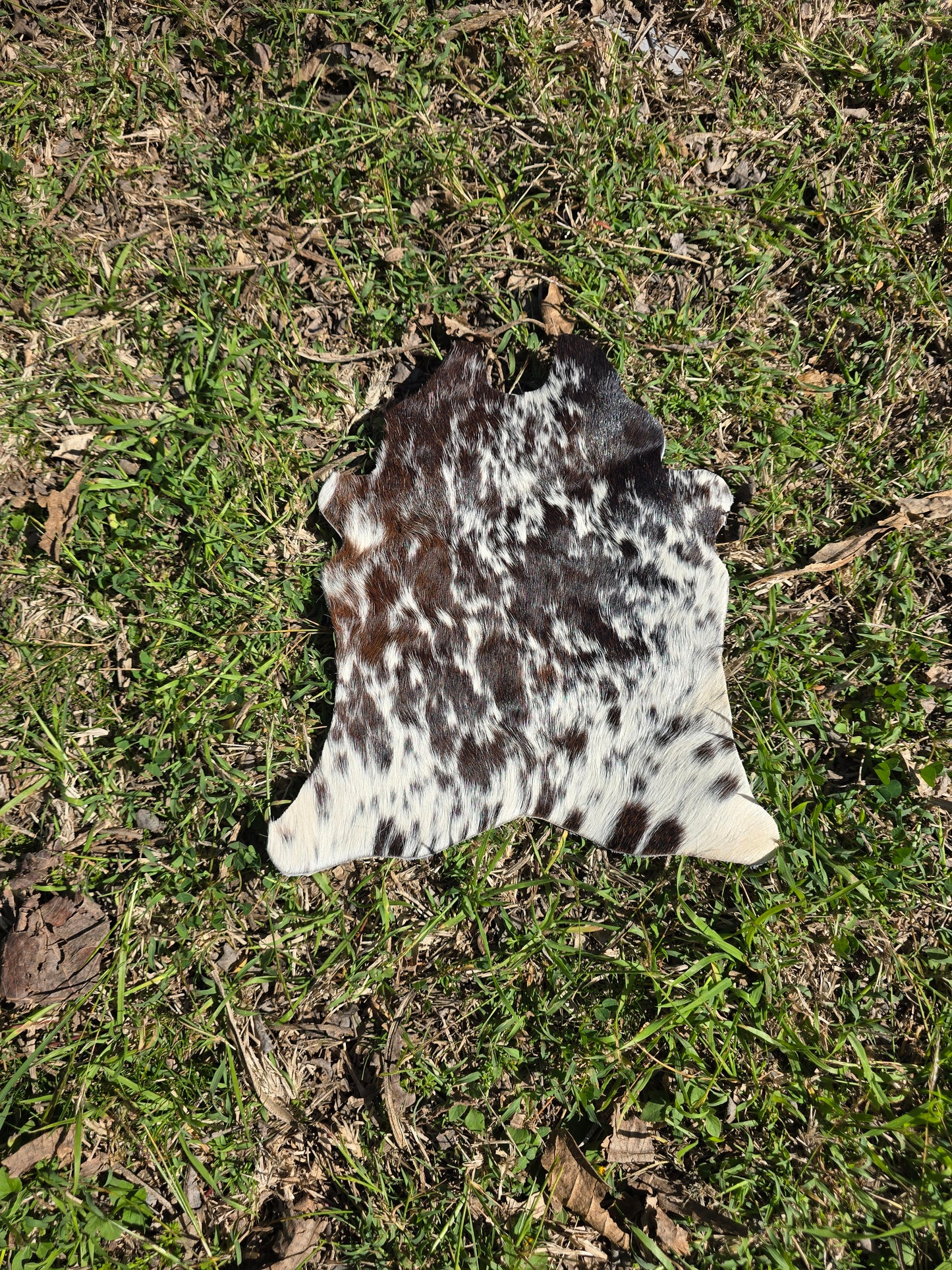 Itty Bitty Cowhide (23cm x 21cm)
